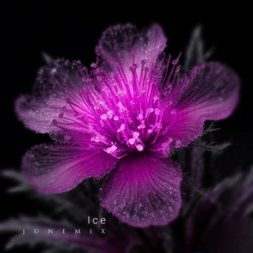 Ice