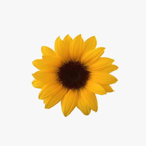 SUNFLOWER (Beat)