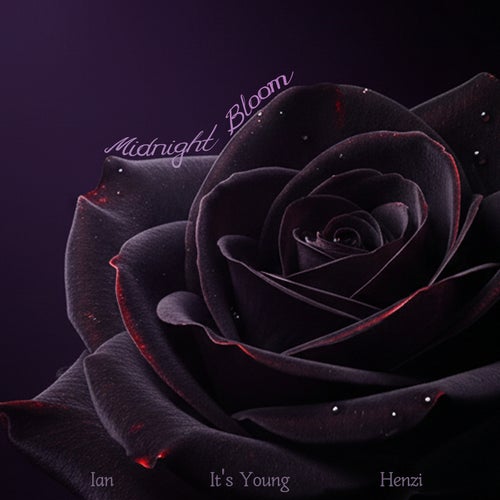 Midnight Bloom