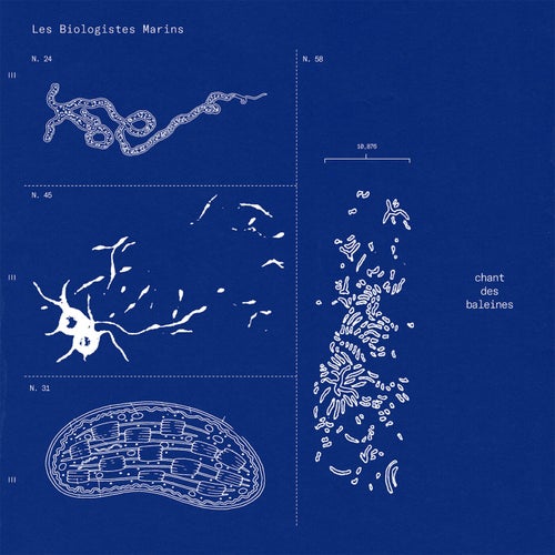 Chant des Baleines (feat. Anton Sconosciuto & Beatrice Miniaci)