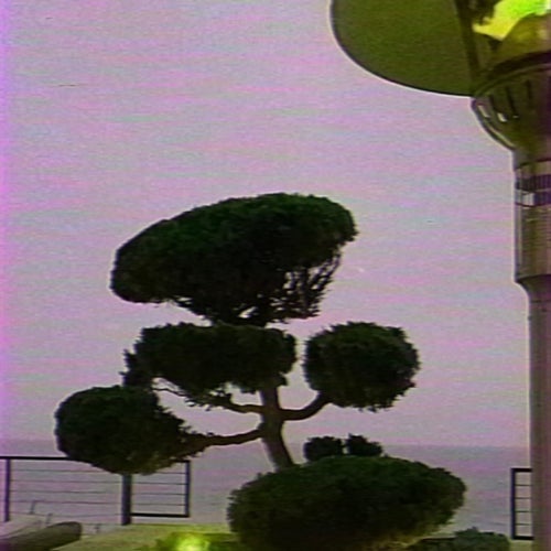 bonzai tree