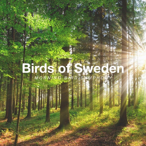 Morning Bird Symphony