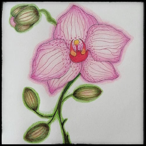 Orquidea Susurrante