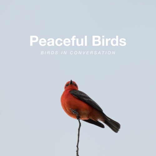 Birds In Conversation