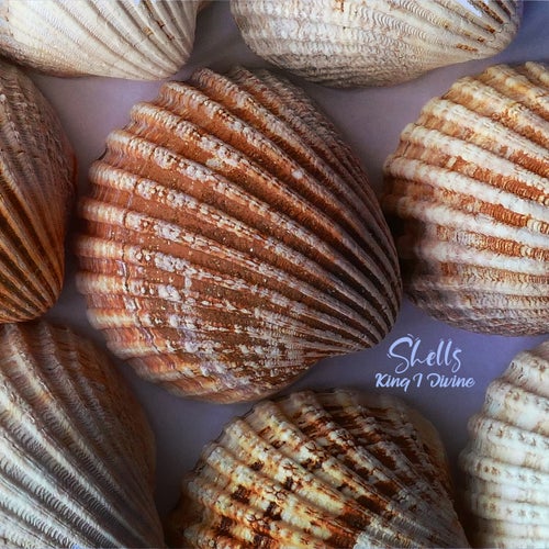 Shells