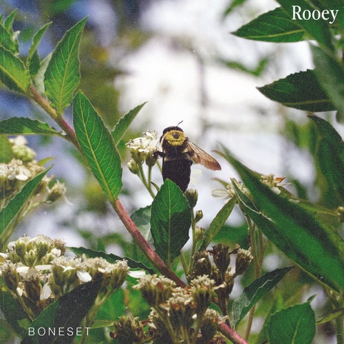 Boneset