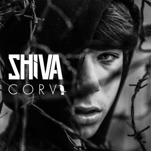 Corvi