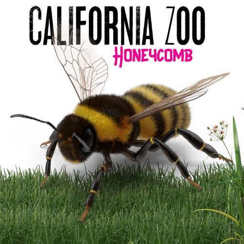 Honeycomb
