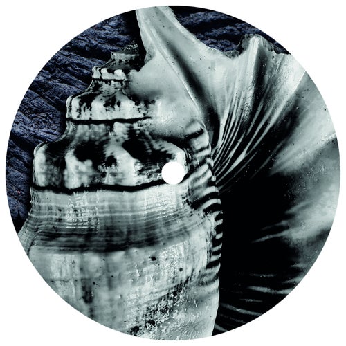 Release of the week