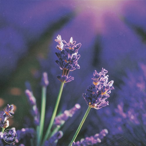 Lavanda