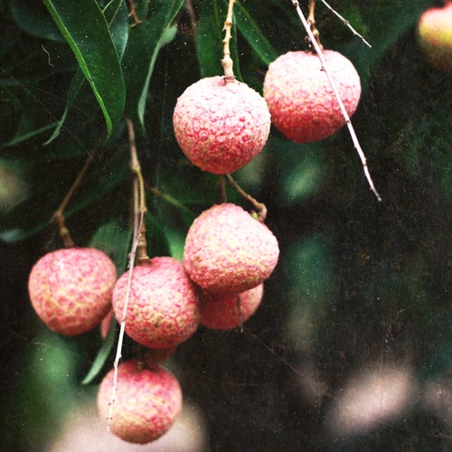 lychee