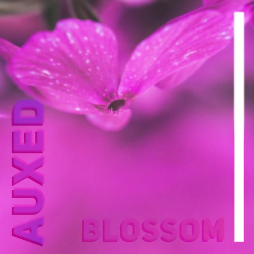 Blossom