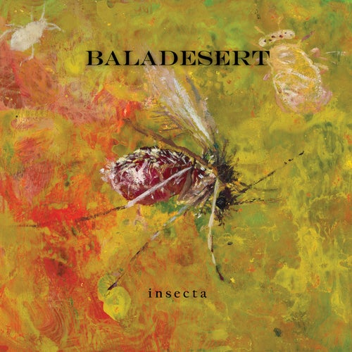 insecta