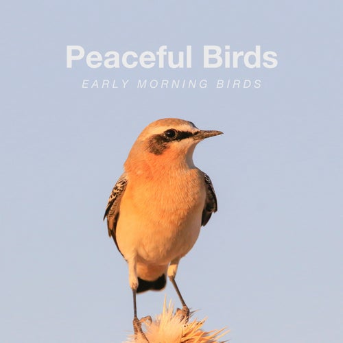 Early Morning Birds
