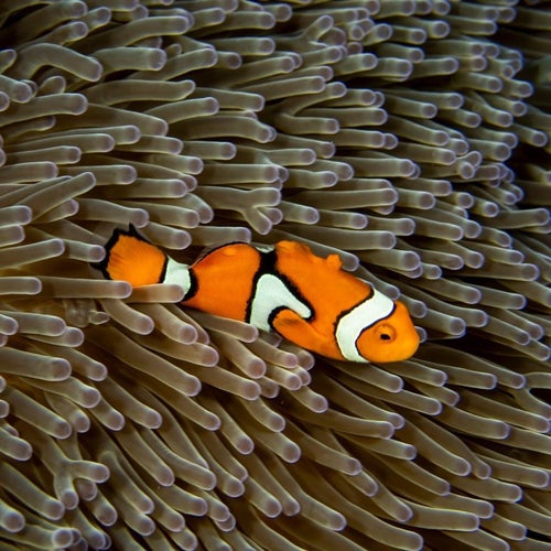 Dreams I Never Woke From